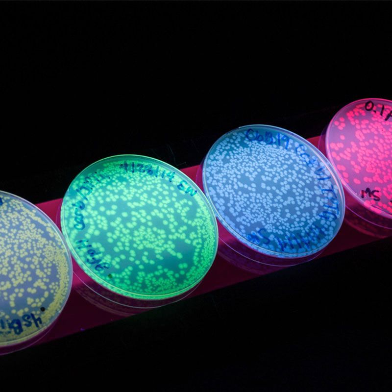 Petri dishes glowing in different fluorescent colors under UV light, each containing numerous small bacterial colonies.