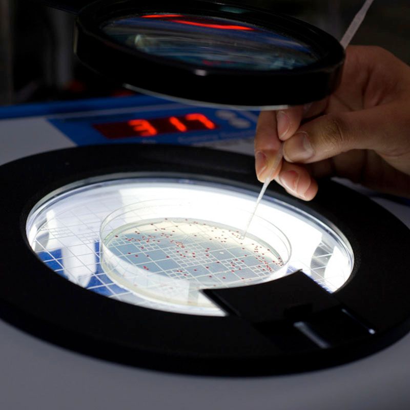 A hand uses a tool to count or isolate colonies in a petri dish placed on an illuminated colony counter.