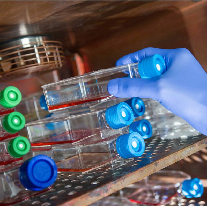 Gloved hand placing cell culture flasks containing red media onto a shelf inside a laboratory incubator.