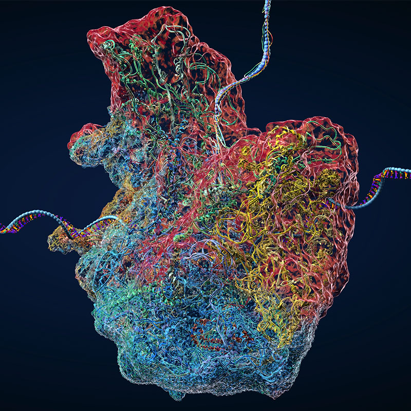 Colorful molecular rendering of a ribosome bound to a strand of messenger RNA against a dark blue background