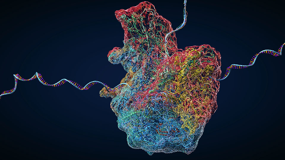Colorful molecular rendering of a ribosome bound to a strand of messenger RNA against a dark blue background.