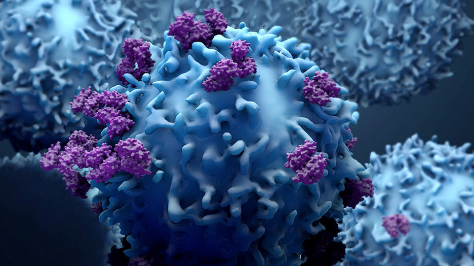 Illustration of a cluster of blue T cells covered with purple surface proteins