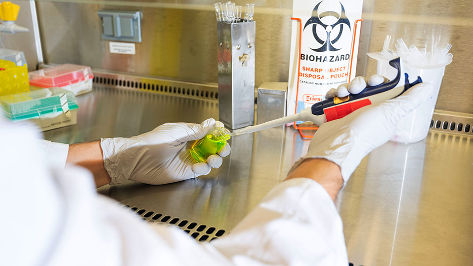 Gloved hands in a laboratory hood using a pipette to transfer liquid into a small container.