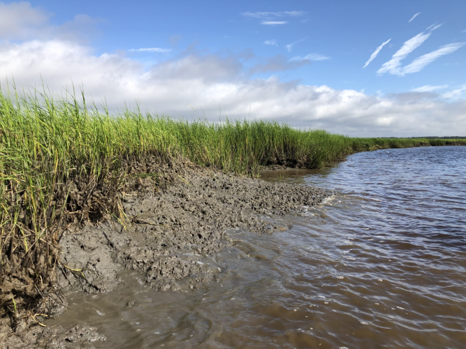 Degraded marsh on Cumberland Island, Georgia.