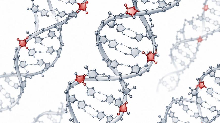 Scientific rendering of multiple DNA double helices with several embedded ribonucleotides highlighted in red along the strands. The red RNA building blocks appear at distinct locations within the gray DNA structure, illustrating how ribonucleotides can become incorporated into human DNA.