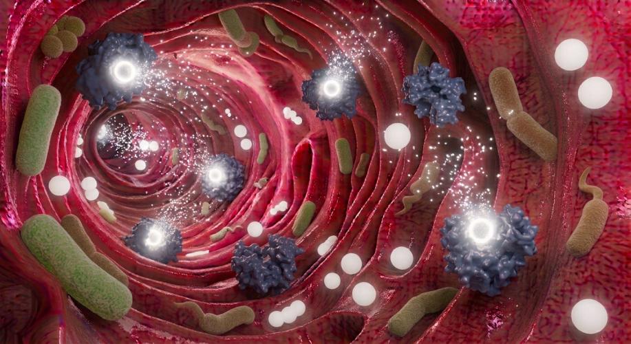 An AI image generated using Google Gemini depicts white ingested probes release gaseous reporters after sensing the activity of GUS (in purple), an enzyme produced by the gut microbiome (tan) that is responsible for unwanted drug side effects (i.e., gastrointestinal toxicity). After release, the gaseous reporters rapidly traffic to the lungs for exhalation, enabling measurement of intestinal GUS activity via simple breath analysis. Thus, ingestible probes enable use of breath tests to predict and manage pos